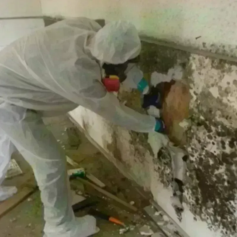 Mold Remediation and Removal in Bushnell, FL